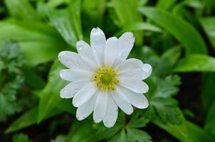 Pretty White Flower Blooming in a Garden in the Spring photo