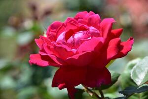 Amazing Close Up of a Brilliant Red Rose photo