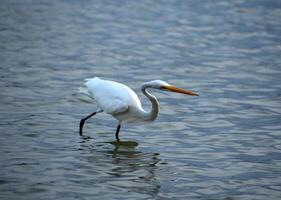 Large Great White Egret with a Long Beak photo