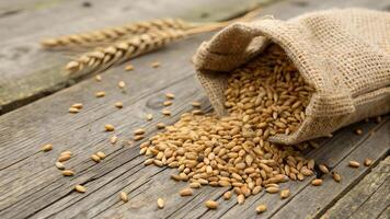 Golden organic wheat grains scattered on wooden surface, showcasing their natural beauty and texture. burlap sack adds rustic touch to this agricultural scene photo