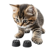 Adorable kitten curious about furniture risers on a surface isolated on transparent background png