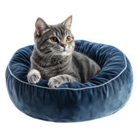 Gray tabby cat resting comfortably in a blue velvet bed isolated on transparent background png