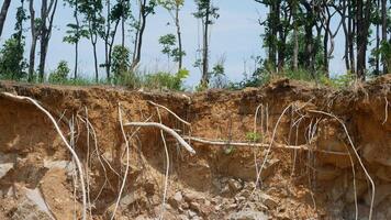 An image showcases cross section of soil with exposed roots, highlighting interaction between vegetation and earth. scene evokes sense of nature resilience and complexity of ecosystems photo