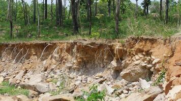 An erosion reveals rocky soil and exposed tree roots in forested area, showcasing impact of natural processes on landscape. scene captures beauty of nature transformation photo