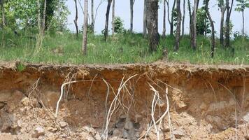A soil layers reveal roots and vegetation in natural landscape, showcasing connection between trees and earth. this captures intricate relationship between soil, roots, and greenery photo