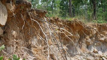 An erosion reveals exposed tree roots along rocky terrain, showcasing impact of natural elements on landscape. scene captures intricate relationship between soil and vegetation photo