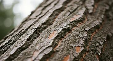 Close-up of Tree Bark Texture in Soft Light Outdoor View photo