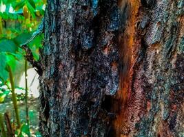 Textured Bark of an Old Tree photo