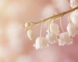 White lily of the valley flowers on a pink background photo