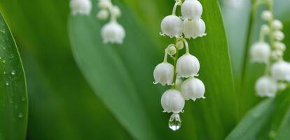 Lily of the valley flowers with water droplets photo
