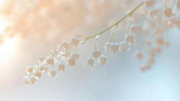 A close up of some lily of the valley flowers photo