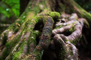 tangled tree roots with green moss photo