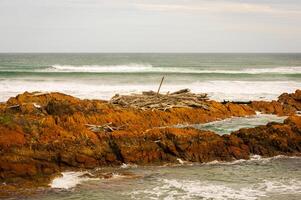 Washed up trees at edge of the world Tasmania photo
