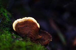 Shallow depth of field mushroom photo