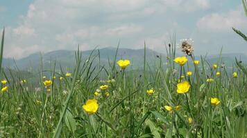 Yellow Flowers in Foreground with Mountains and Blue Sky in Background video