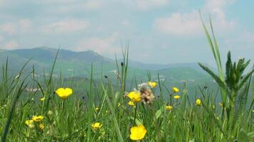 Green Meadow with Yellow Leaf Flowers and Mountain View video