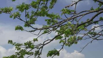 Gently Moving Leaves in Slow Motion with Sky and Clouds in Background video