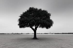 Lonely tree stands alone in a foggy landscape at early morning light photo