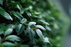 Lush dark green plants create a vibrant wall in a tranquil garden setting photo