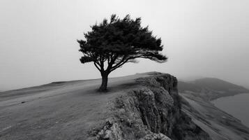 Wind-swept tree stands alone on a cliffside overlooking a foggy landscape photo