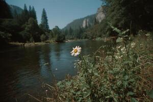 Delicate white flower blooms by a serene river surrounded by lush greenery in daylight photo