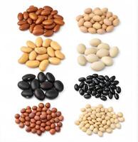 Colorful Bean Varieties Arranged in Groups on Plain Background photo
