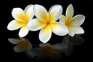 Centered Plumeria with Yellow Base and White Petals Digital Art photo