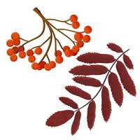 Bunch of red rowan berries and leafs isolated vector