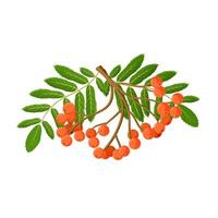Bunch of red rowan berries isolated vector
