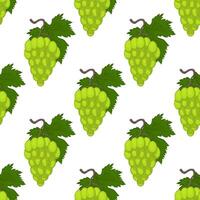 pattern with bunches of grapes on a white back vector