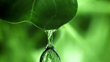A drop of water falls from fresh daikon microgreens. Filmed on a high-speed camera at 1000 fps. High quality FullHD footage video