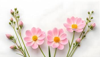 Delicate Pink Flowers with Yellow Centers on White Background photo
