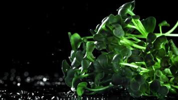Daikon microgreens fall on a wet table. Filmed on a high-speed camera at 1000 fps. High quality FullHD footage video