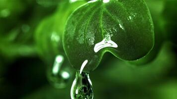 A drop of water falls from fresh daikon microgreens. Filmed on a high-speed camera at 1000 fps. High quality FullHD footage video