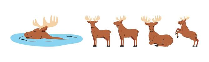 A collection of moose illustrations depicting the animal's activities such as swimming, standing, resting, and rearing. Ideal for designs showcasing wildlife or nature. vector