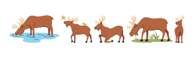 Illustration featuring various moose engaging in drinking, eating, standing and more. The style is clean and modern, perfect for various media projects. vector