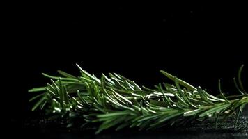 Rosemary falls on the table. Filmed on a high-speed camera at 1000 fps. High quality FullHD footage video