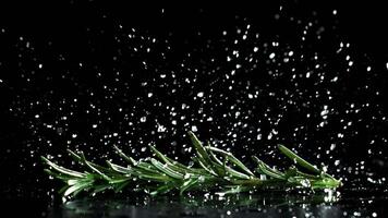 Rosemary falls on the table. Filmed on a high-speed camera at 1000 fps. High quality FullHD footage video