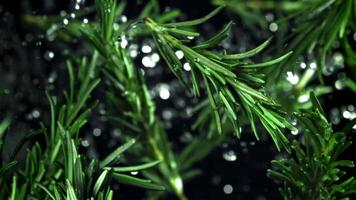 Rosemary branches fly up and down. Filmed on a high-speed camera at 1000 fps. High quality FullHD footage video