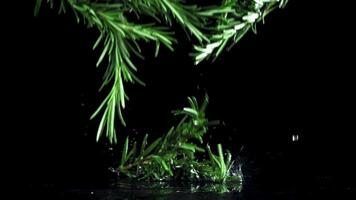Rosemary falls on the table. Filmed on a high-speed camera at 1000 fps. High quality FullHD footage video