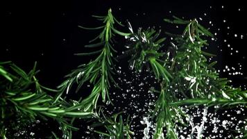Rosemary branches fly up and down. Filmed on a high-speed camera at 1000 fps. High quality FullHD footage video