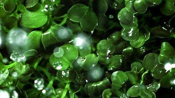 Raindrops fall on daikon microgreens. Filmed on a high-speed camera at 1000 fps. High quality FullHD footage video