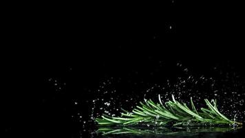 Rosemary falls on the table. Filmed on a high-speed camera at 1000 fps. High quality FullHD footage video