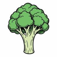 Illustrated broccoli in vibrant green on a white background vector