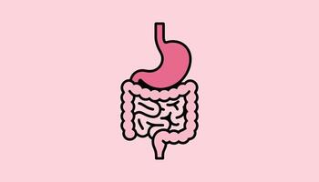 Digestive System , Stomach and Intestines Illustration in Pink vector