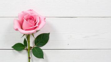 pink rose on white wooden background for floral and minimalist decor. Copy space. photo