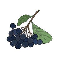 chokeberry. Hand drawn graphic, botanical illustration. Chokeberry, berries on a branch with leaves. Drawing for design and packaging. vector