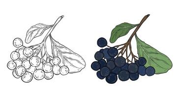 set with chokeberry. Two branches with leaves and berries of chokeberry. Color and black and white graphics, hand-drawn illustration. Plant with black berries, design and packaging vector