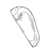 Pepper slice hand drawn sketch. Vegetable engraved style. Paprika slices vector