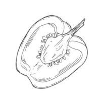 Hand drawn sketch pepper. Pepper cut in half isolated on white background vector